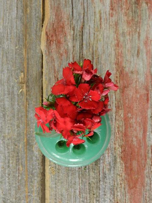 BICOLOR RED/WHITE DIANTHUS